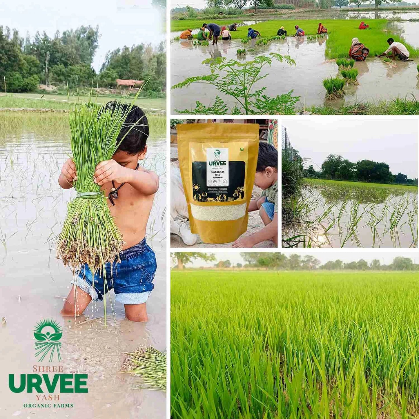 Kala Namak (Buddha) Rice - Urvee Organic Farms