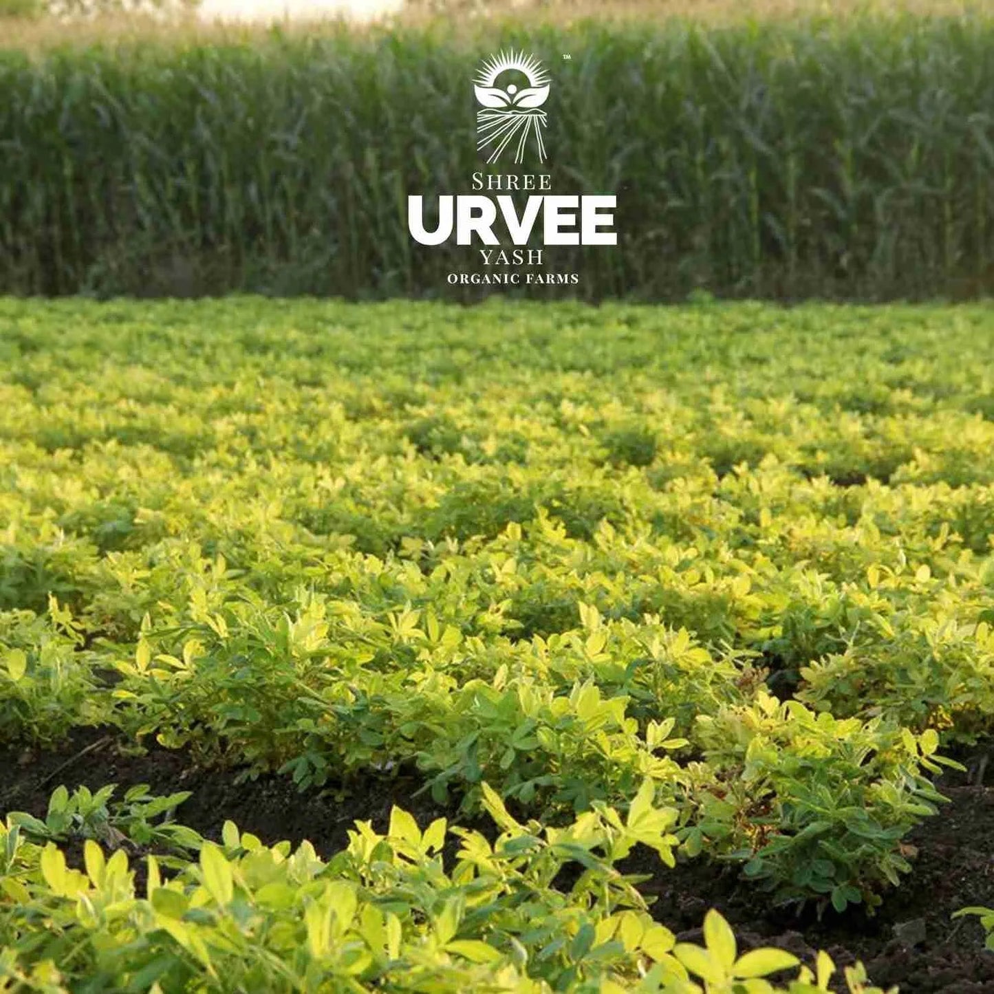 Wood Pressed Ground Nut Oil - Urvee Organic Farms