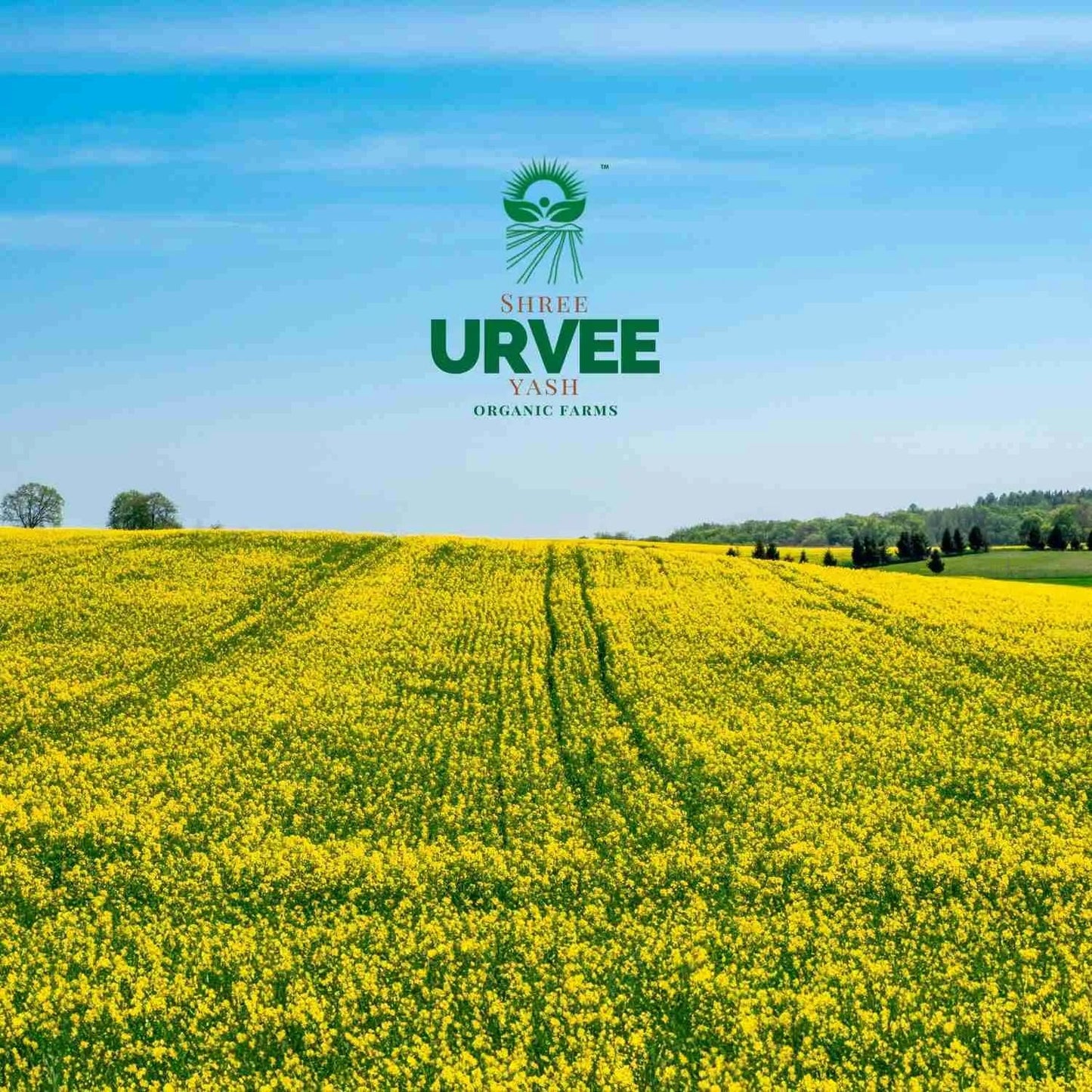 Wood Pressed Yellow Mustard Oil - Urvee Organic Farms