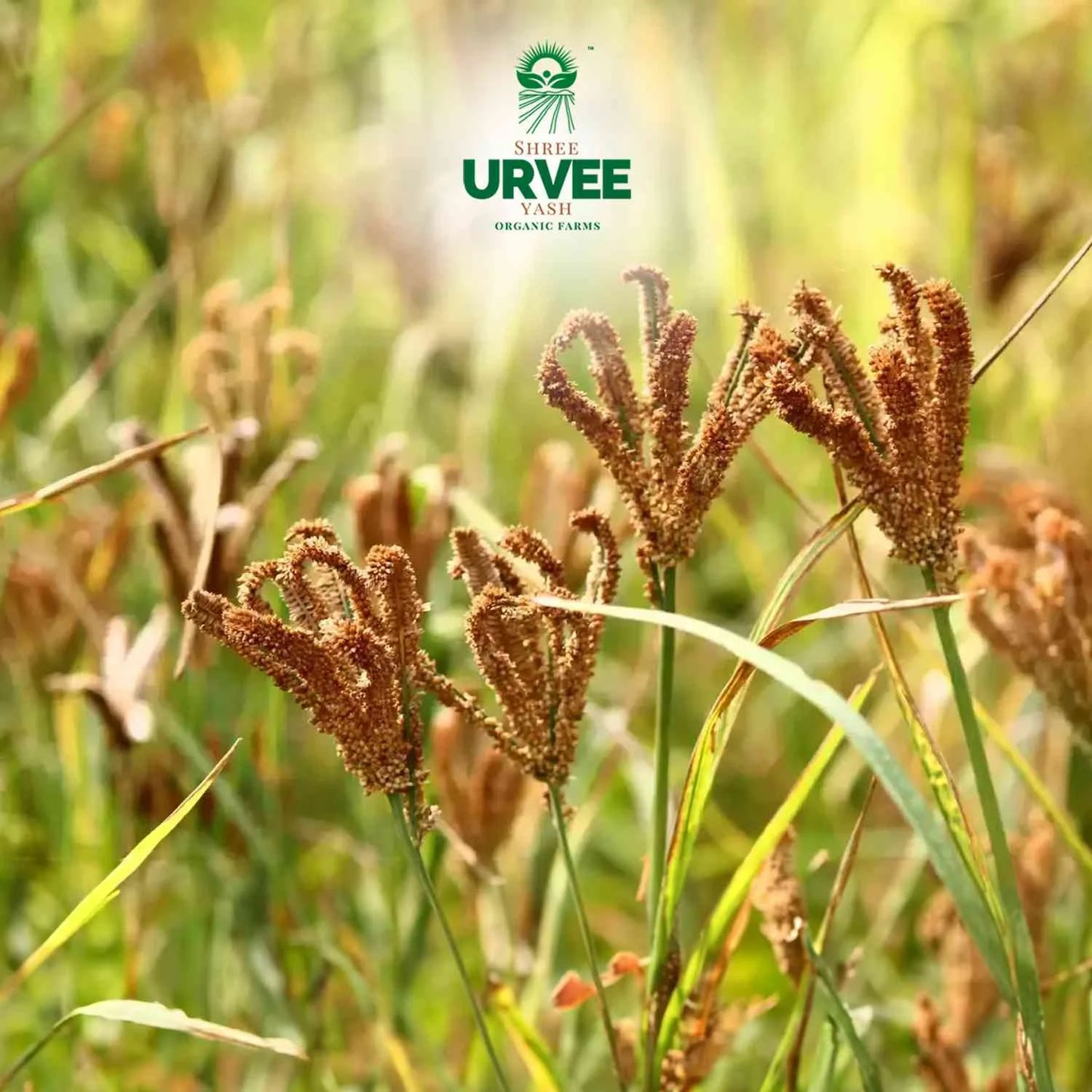 Finger Millet (Ragi) Flour