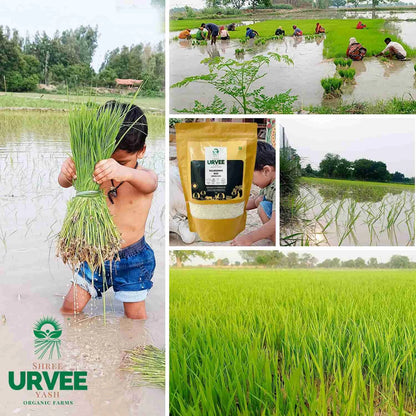 Kala Namak (Buddha) Rice - Urvee Organic Farms