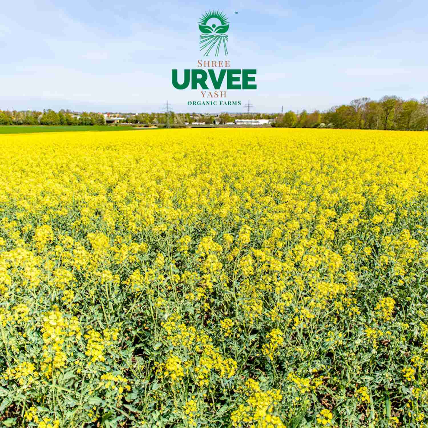Wood Pressed Black Mustard Oil - Urvee Organic Farms