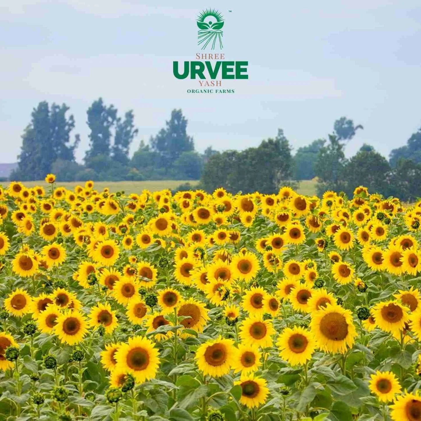 Wood Pressed Sunflower Oil - Urvee Organic Farms